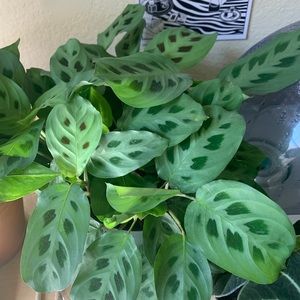 Meet your Posher, Ardis